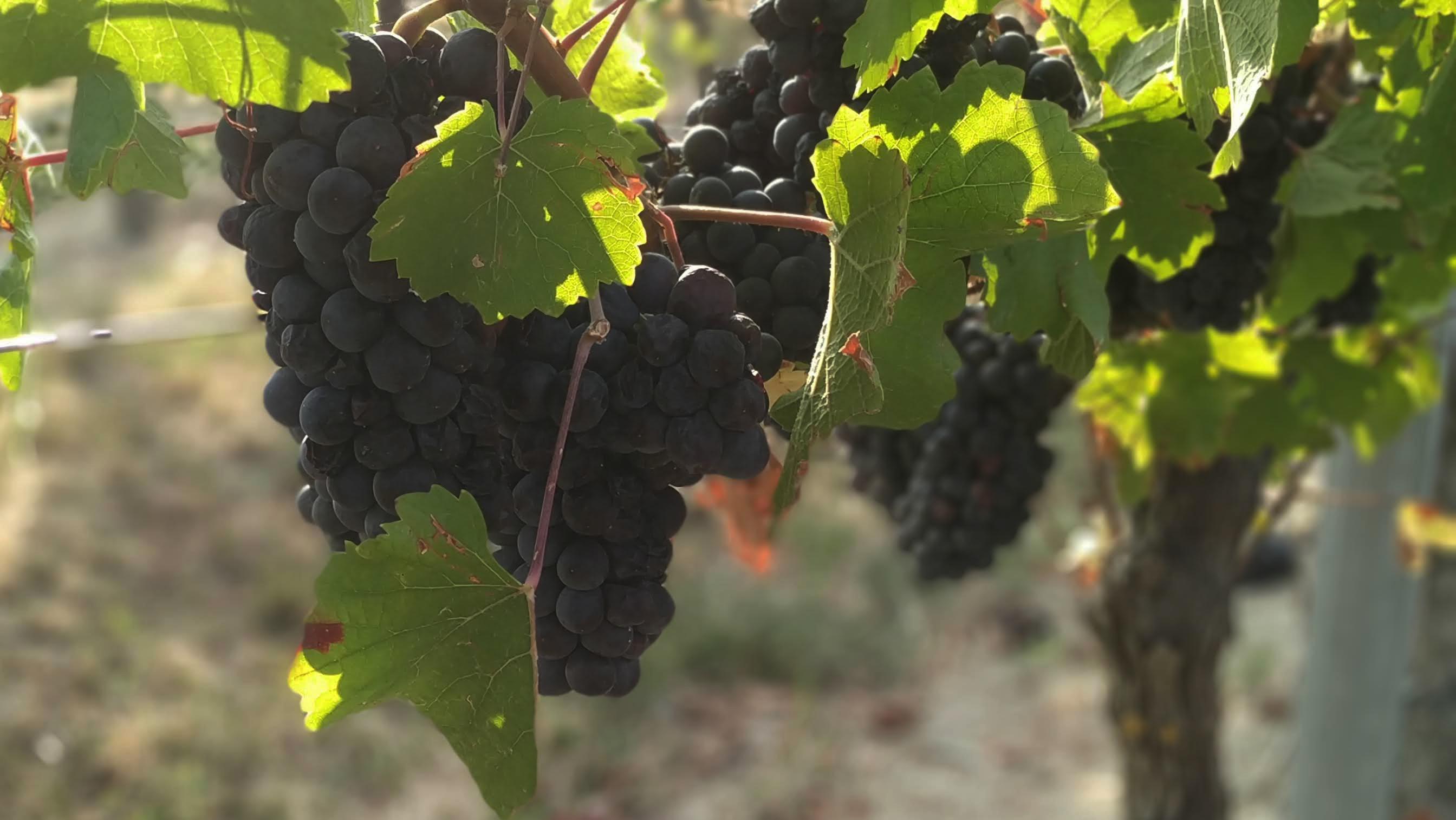 pinotnero_hp_rosè_1