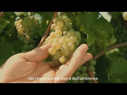 Tenuta Sant'Anna - La gamma più completa di vini del Veneto e del Friuli