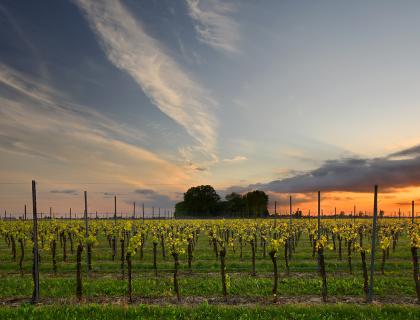 Vitigni a Tenuta Sant'Anna.